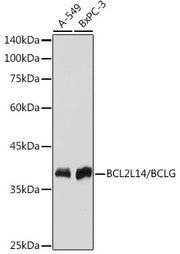 BCL2L14/BCLG Rabbit mAb