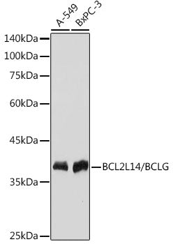 BCL2L14/BCLG Rabbit mAb