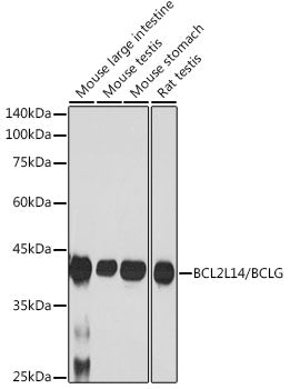 BCL2L14/BCLG Rabbit mAb
