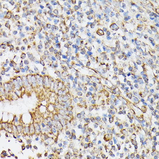 RHOG Rabbit pAb