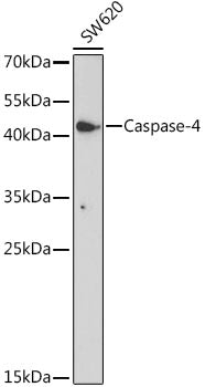 Caspase-4 Rabbit pAb