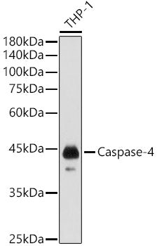 Caspase-4 Rabbit pAb