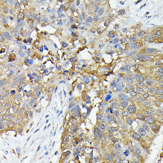 Caspase-4 Rabbit pAb
