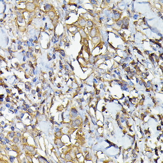 Caspase-4 Rabbit pAb