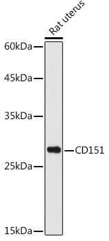 CD151 Rabbit pAb