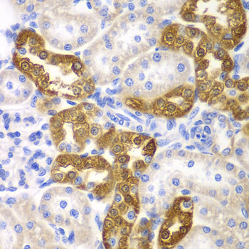 CD151 Rabbit pAb