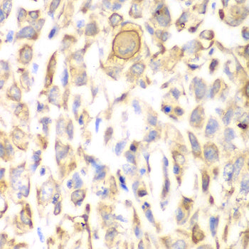 CD151 Rabbit pAb