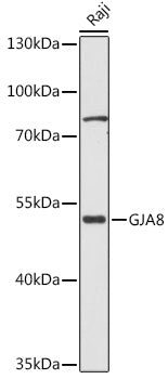 GJA8 Rabbit pAb
