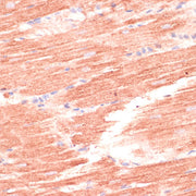 MARK3 Rabbit pAb
