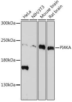 PI4KA Rabbit pAb