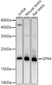 [KD Validated] GPX4 Rabbit pAb