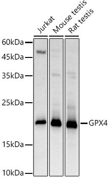 [KD Validated] GPX4 Rabbit pAb