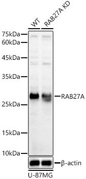 [KD Validated] RAB27A Rabbit pAb