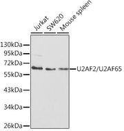 U2AF2/U2AF65 Rabbit pAb