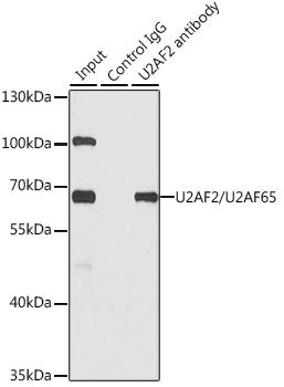 U2AF2/U2AF65 Rabbit pAb