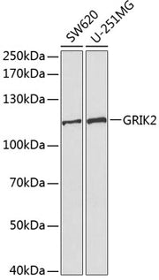 GRIK2 Rabbit pAb