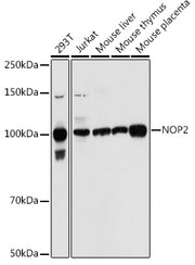 NOP2 Rabbit pAb