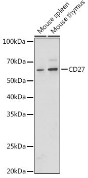 CD27 Rabbit pAb