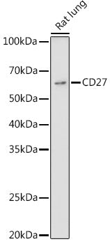 CD27 Rabbit pAb