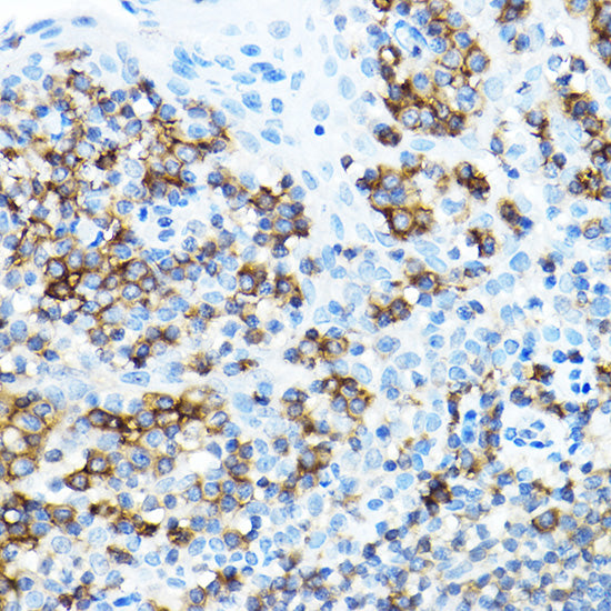 CD27 Rabbit pAb