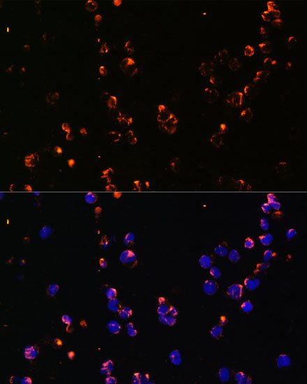 CD27 Rabbit pAb
