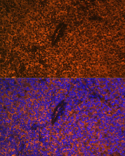 CD27 Rabbit pAb