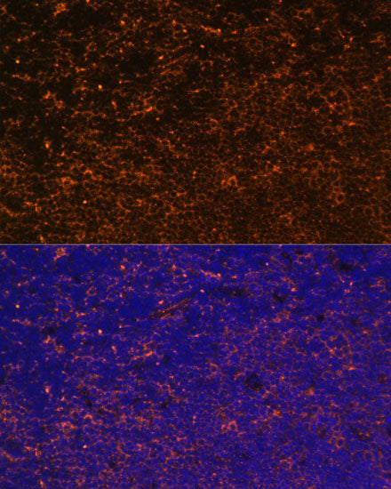 CD27 Rabbit pAb