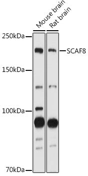 SCAF8 Rabbit pAb