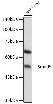 Smad5 Rabbit pAb