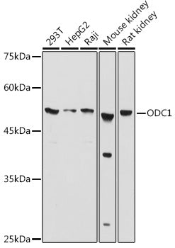 ODC1 Rabbit pAb