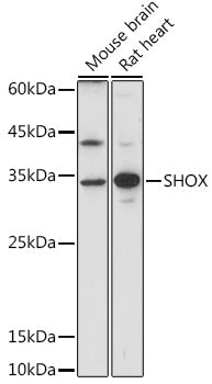 SHOX Rabbit pAb