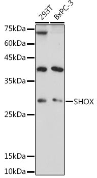 SHOX Rabbit pAb