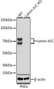 [KO Validated] Lamin A/C Rabbit mAb