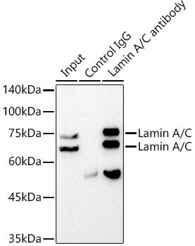 [KO Validated] Lamin A/C Rabbit mAb