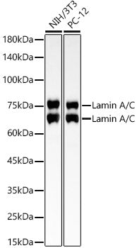 [KO Validated] Lamin A/C Rabbit mAb