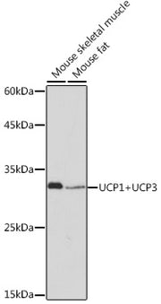 UCP1+UCP3 Rabbit mAb
