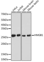 [KO Validated] HMGB1 Rabbit mAb