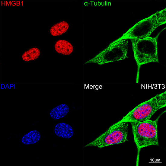 [KO Validated] HMGB1 Rabbit mAb