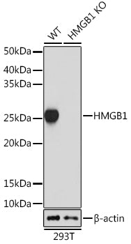 [KO Validated] HMGB1 Rabbit mAb