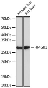 [KO Validated] HMGB1 Rabbit mAb