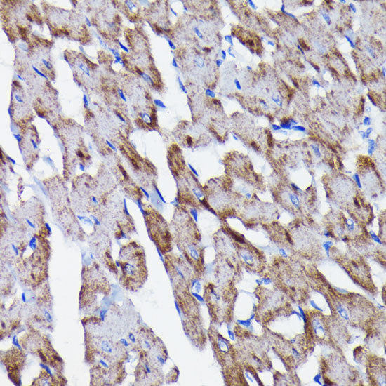 Prohibitin Rabbit mAb