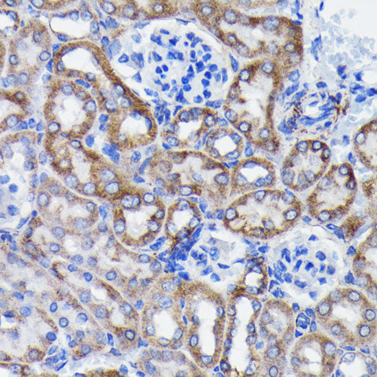 Prohibitin Rabbit mAb