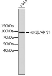 HIF1β/ARNT Rabbit mAb