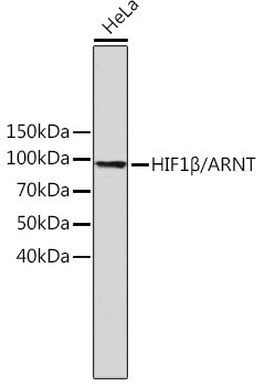HIF1β/ARNT Rabbit mAb