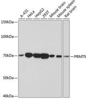 PRMT5 Rabbit mAb
