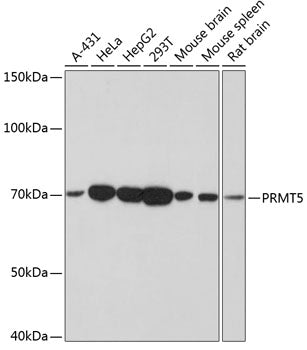 PRMT5 Rabbit mAb