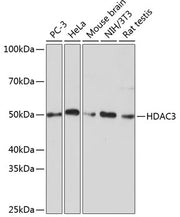 [KD Validated] HDAC3 Rabbit mAb