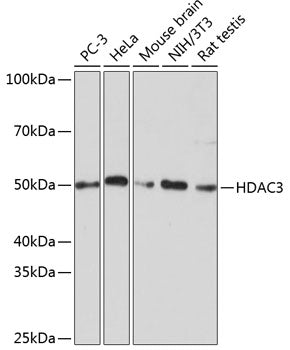 [KD Validated] HDAC3 Rabbit mAb