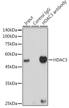 [KD Validated] HDAC3 Rabbit mAb