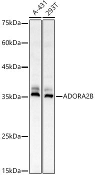 ADORA2B Rabbit pAb